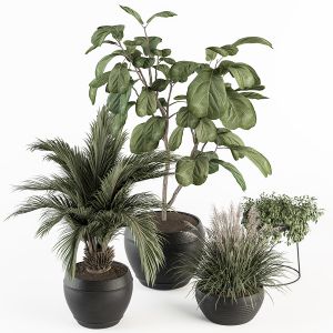 Indoor Plant Set 263 - Plant Set In Pot