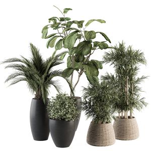 Indoor Plant Set 274 - Plant Set In Pot