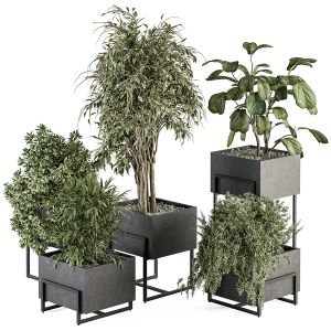 Indoor Plant Set 319 - Plant Set In Black Box
