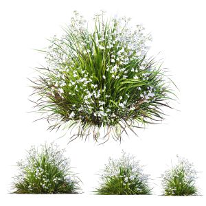 Plants Libertia Grandiflora Grass