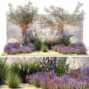 Beautiful Garden Old Olive Feather Grass Lavender