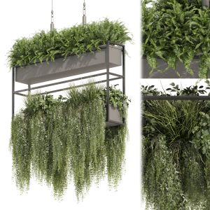 Collection Plant Vol 483 - Hanging - Bush - Ampelo