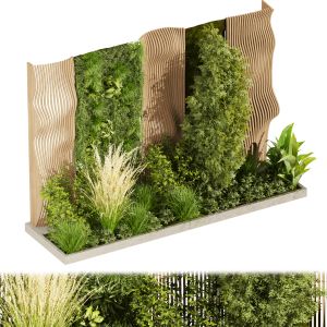 Collection Plant Vol 485 - Garden - Pampas