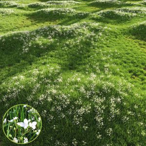 Grass Beautiful Lawn With Libertia Grandiflora
