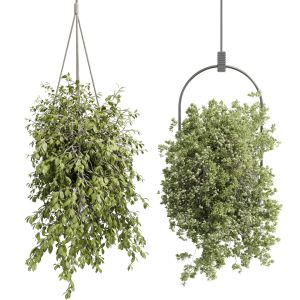 Hanging Plants - Indoor Plant Set 410
