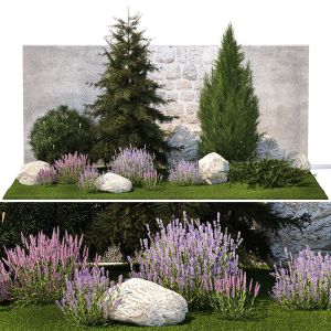 Beautiful Garden Lavender Cypress Spruce Juniper