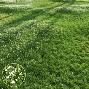 Grass Beautiful Lawn With Libertia Grandiflora 02