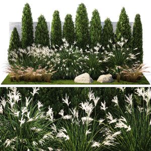 Garden With Thuja Cypress Feather Grass Miscanthus