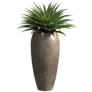 Agave Plant In Tall Modern Vase Tall Pot