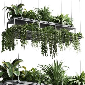 Hanging Plants - Indoor Plant 420