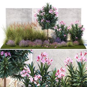Garden Of Pink Nerium Oleander And Lavender Bushes