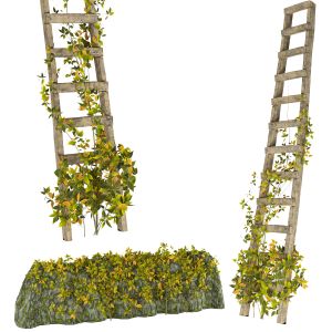 Vine Climber Plant On Ladder And Rock