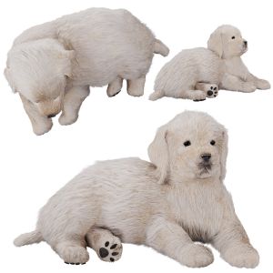 Labrador Puppy - Golden Retriever