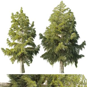 Pine Tree - Spruce Trees 01 8-9 M Corona