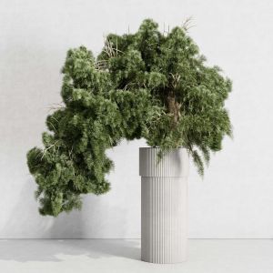 Bonsai Tree Pine - Indoor Plant Set 426 Concrete D