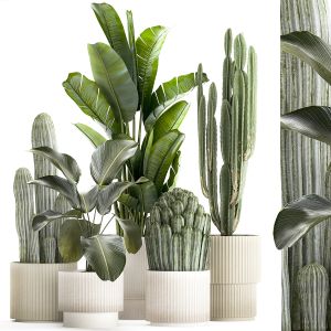 Set Of Strelitzia Banana Palm Cacti In White Pots