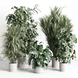 Indoor Plant Set 424 Pot Plant Palm Ficus Rubbery