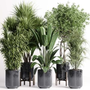 Indoor Plant 428 Set Pot Plant Ficus Rubbery Palm