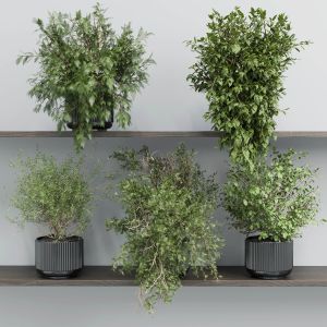 Wall Plant - Set Indoor Plant 433 Plants On Shelf
