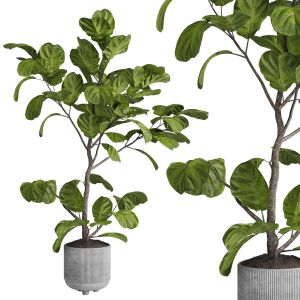 Ficus Lyrata Plant - Indoor Plant Set 437