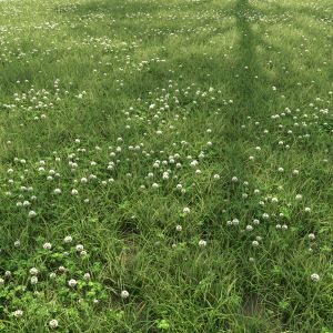 Field Grass With White Clover