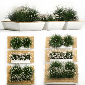 Outdoor Flowerpot With Bushes Miscanthus