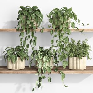 Plants On Shelf 18
