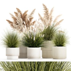 Pampas Grass Bushes In Pots Landscaping Feather