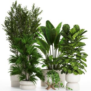 Indoor Plant Set-75